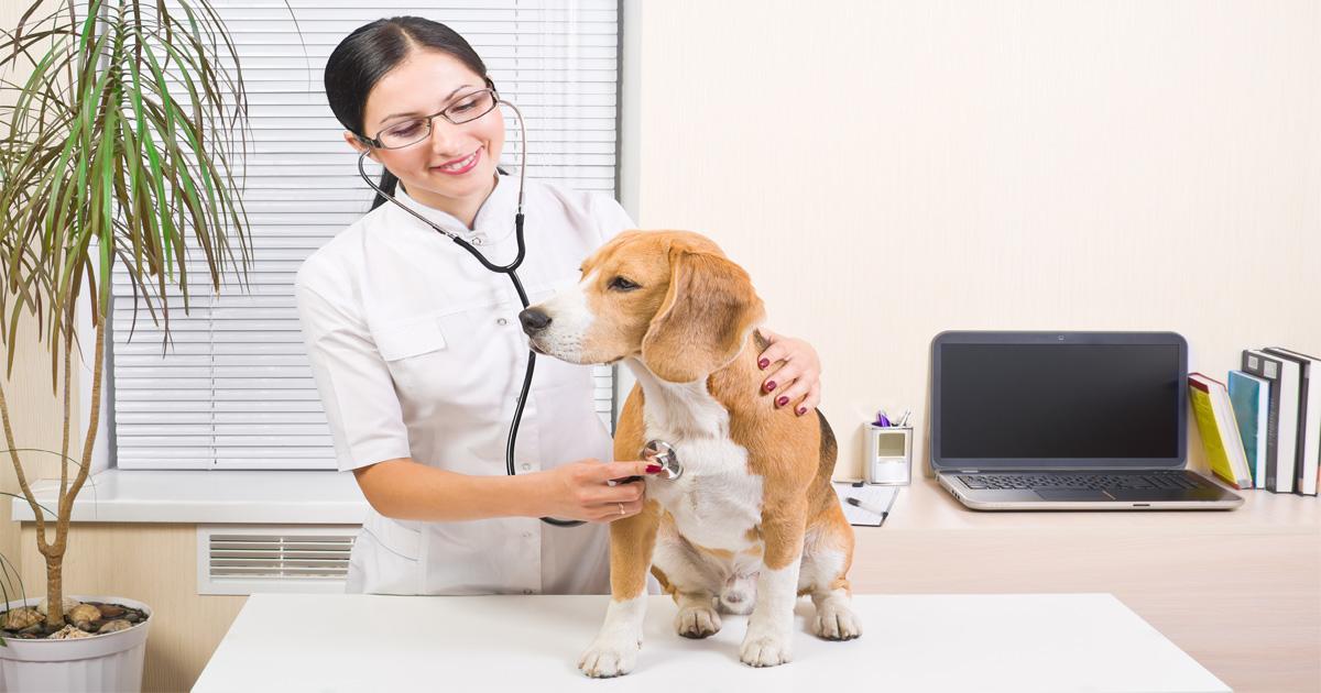 Animal Health Care & Veterinary Courses 2023 | Study Online