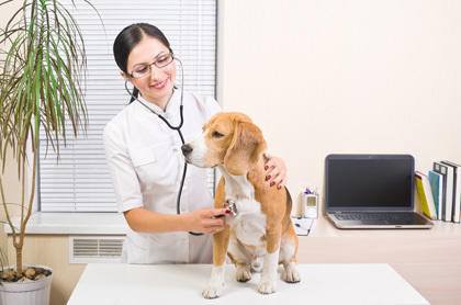 Animal Health Care & Veterinary Courses 2023 | Study Online