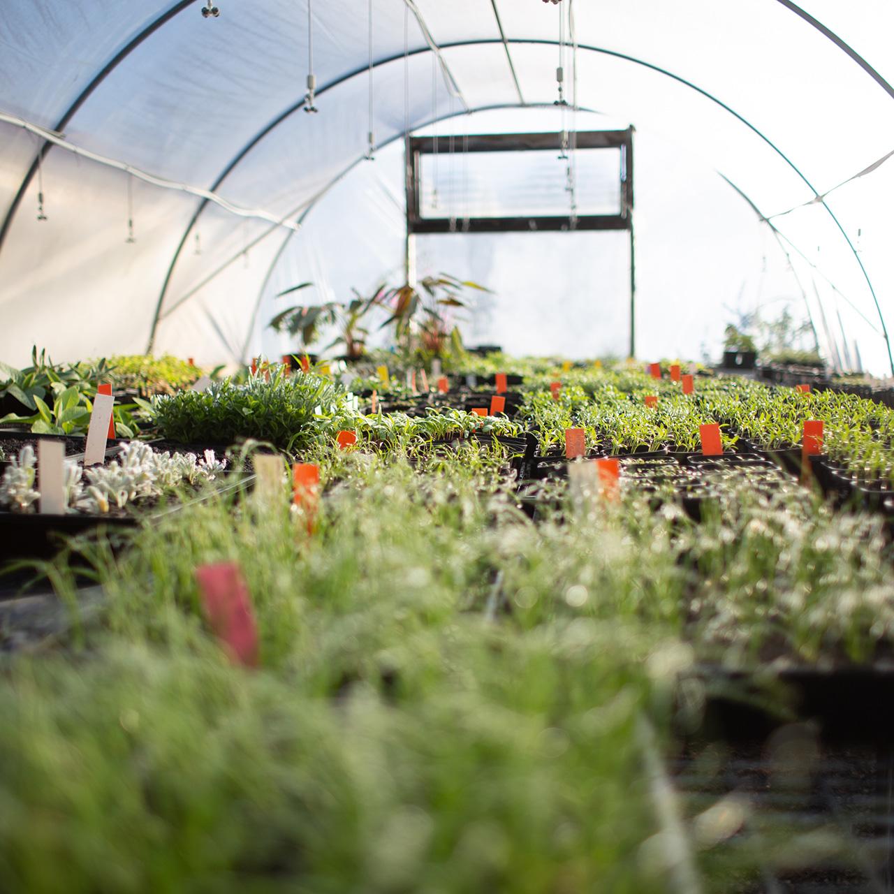 Horticulture