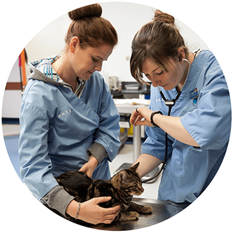 job-outcome-meet-Veterinary Nurse job-outcome-meet-Veterinary Nurse