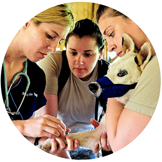 job-outcome-meet-Animal Attendants and Trainers job-outcome-meet-Animal Attendants and Trainers