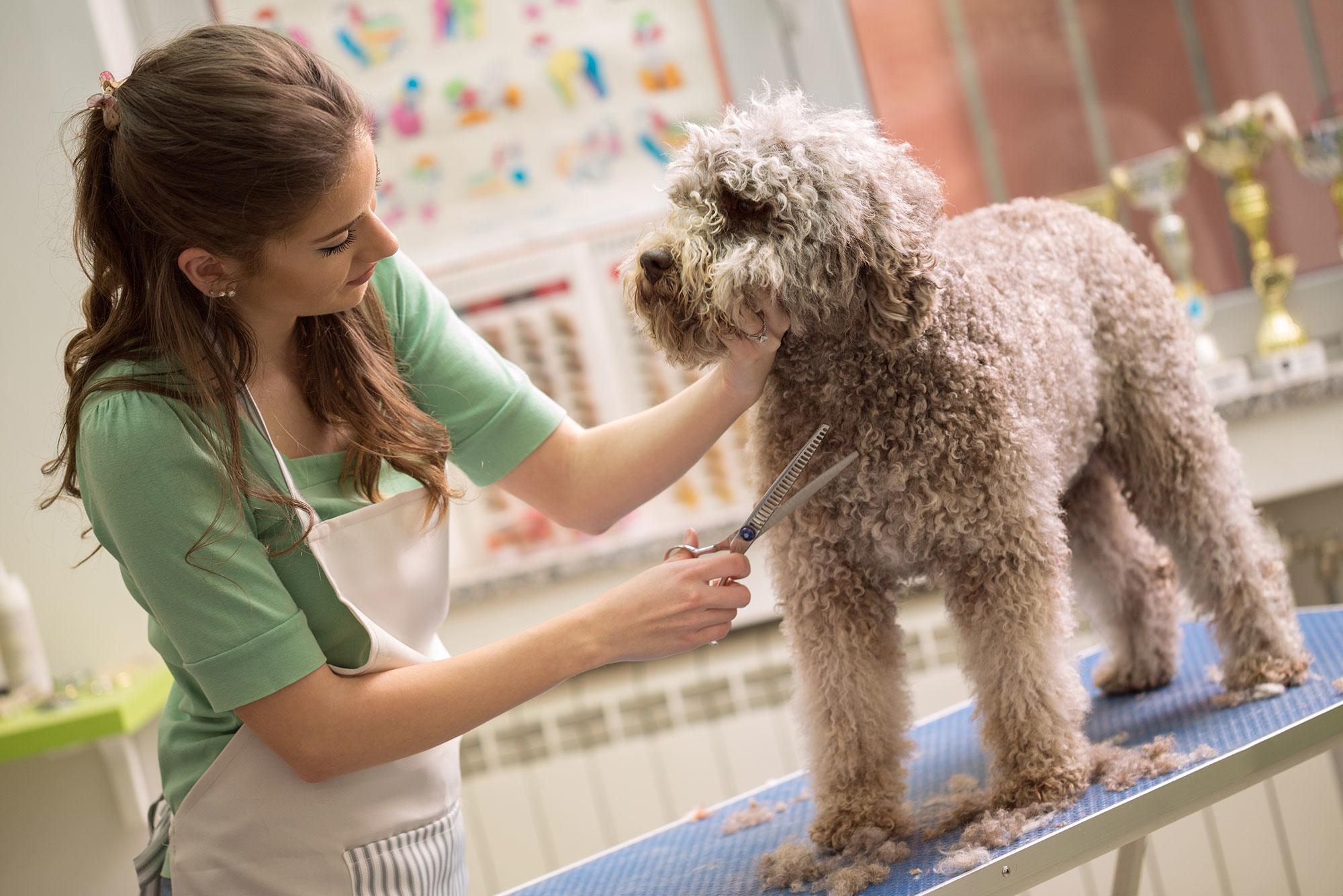 dog-groomer