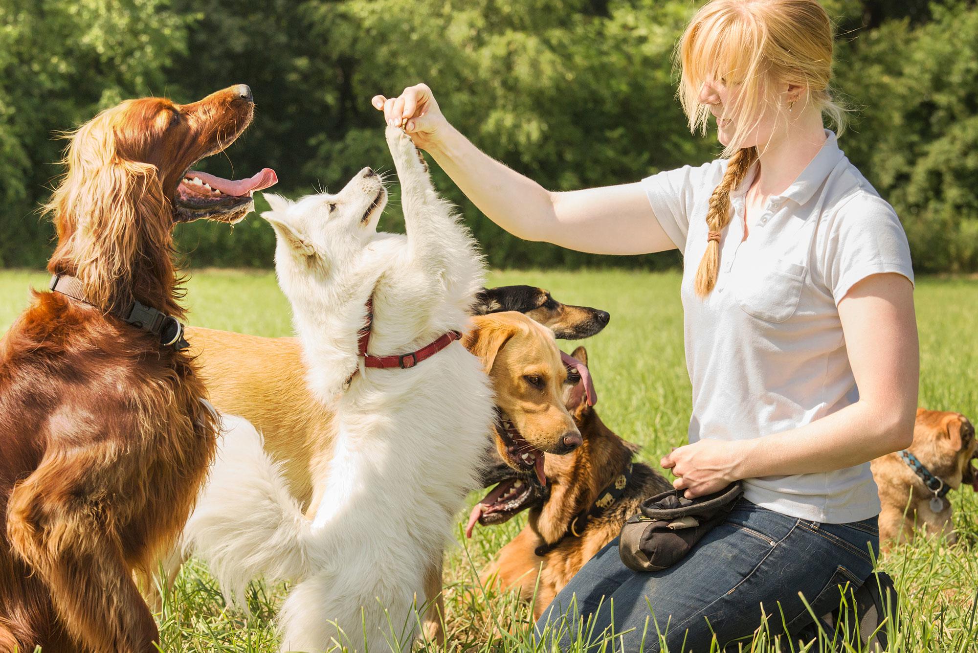 How to Become a Dog Trainer: An Enjoyable Job That Makes a Difference -  