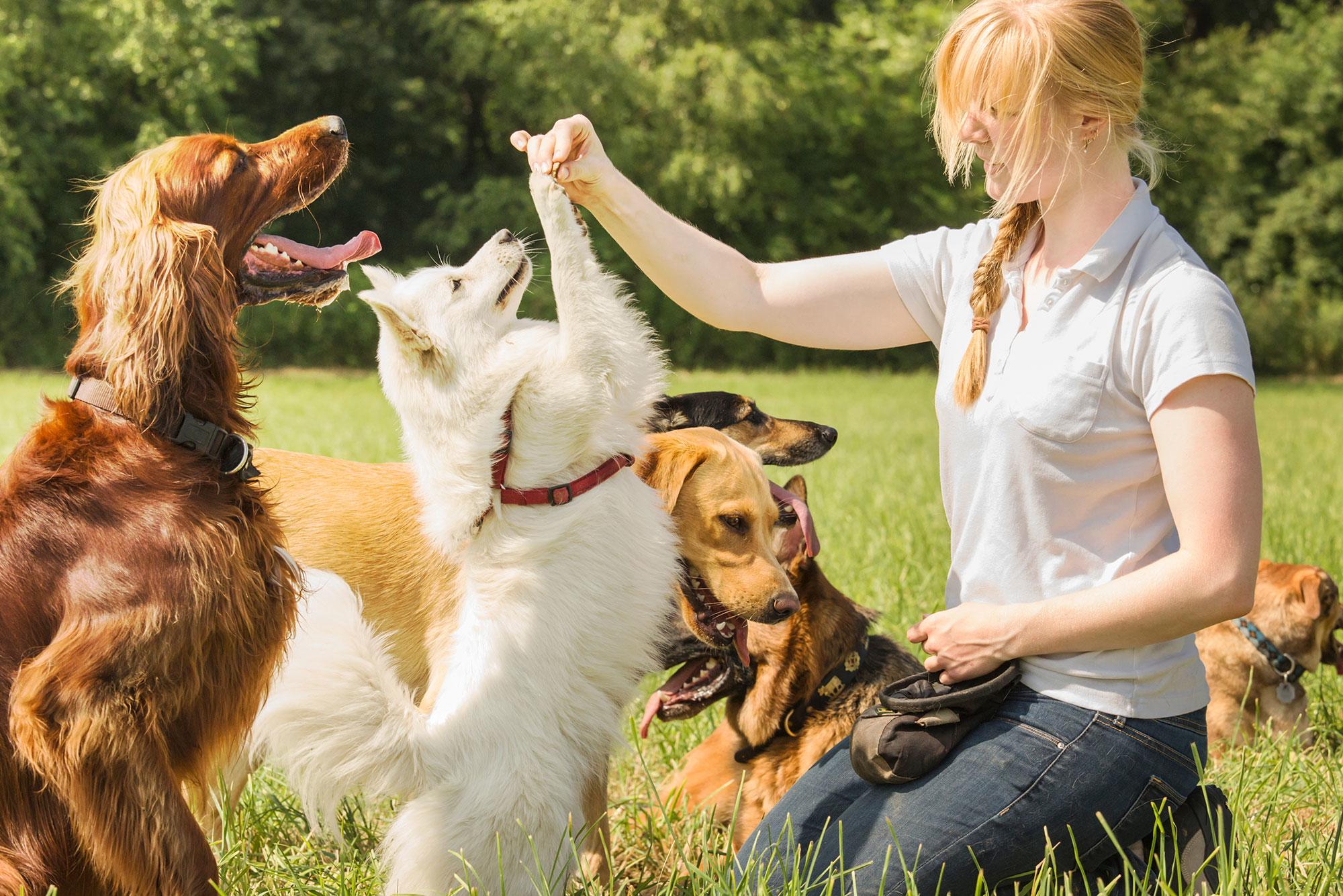 How to Become a Dog Trainer: An Enjoyable Job That Makes a Difference - Training.com.au