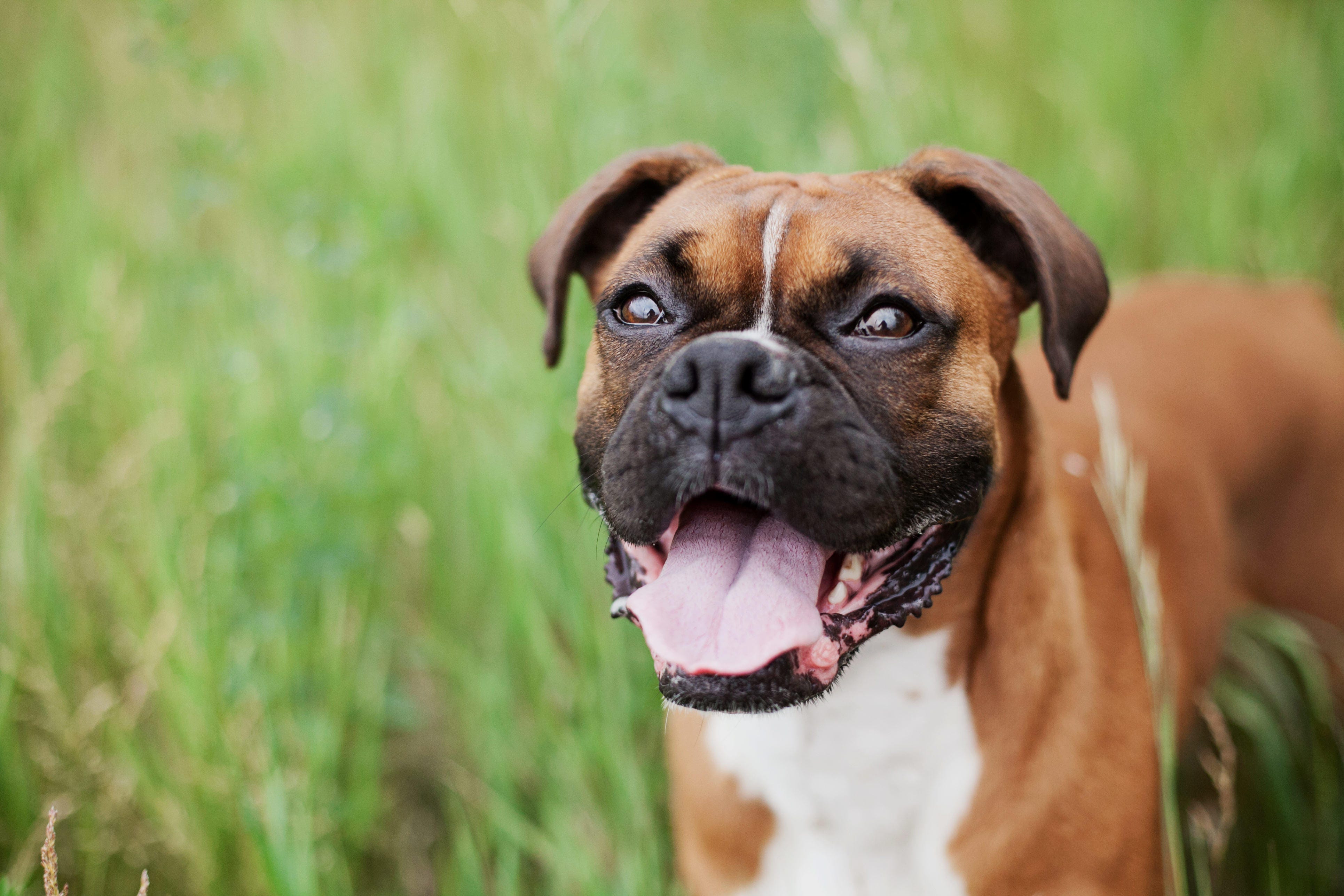 What is an Animal Carer and How Do You Become One? - Vimarsana News