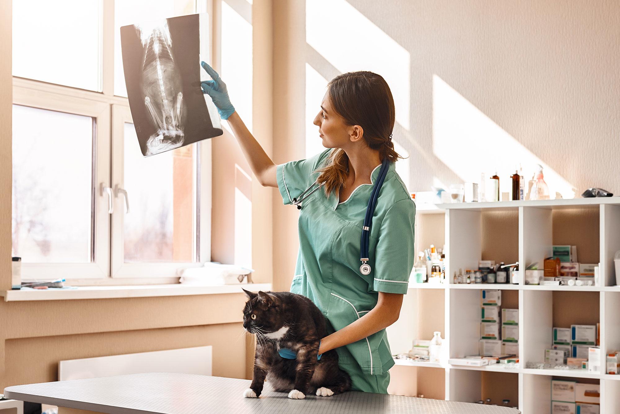 How to Become a Veterinary Nurse: A Rewarding Career With Learning Opportunities