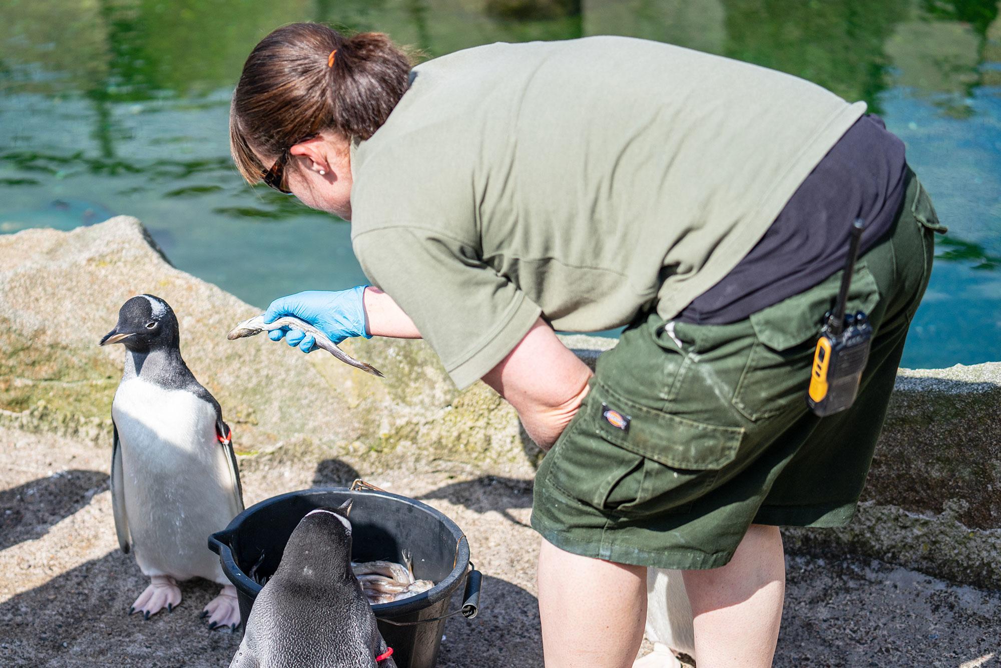 How to Become a Zookeeper: A Fun Career That Makes a Difference -  